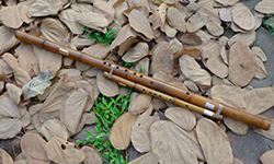  Sáo mèo kép viêt (trúc hun khói)